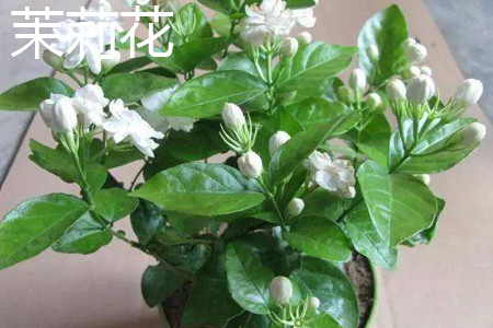 茉莉花 茉莉花