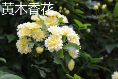 黄木香花 黄木香花