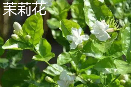 茉莉花 茉莉花