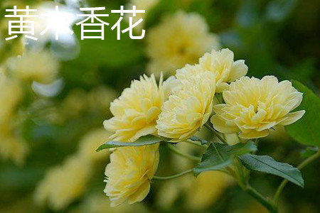 黄木香花 黄木香花