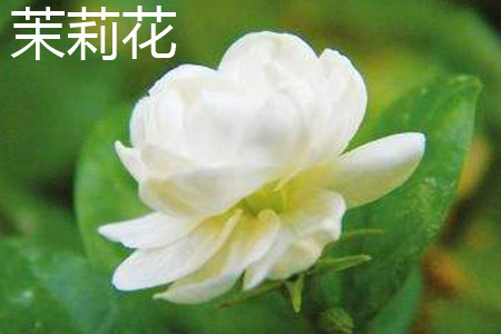 茉莉花 茉莉花