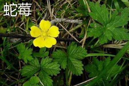 蛇莓 蛇莓