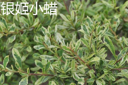 银姬小蜡 银姬小蜡