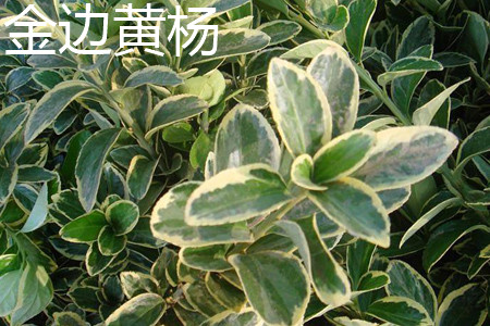 金边黄杨 金边黄杨
