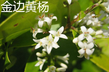 金边黄杨 金边黄杨