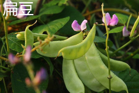 扁豆 扁豆