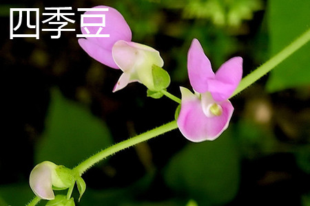 四季豆 四季豆