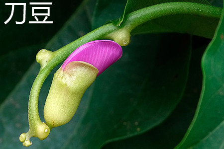 刀豆 刀豆