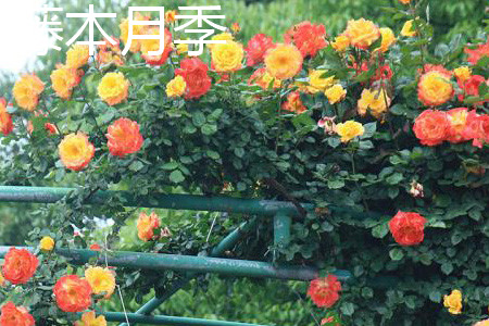 藤本月季树干 藤本月季树干