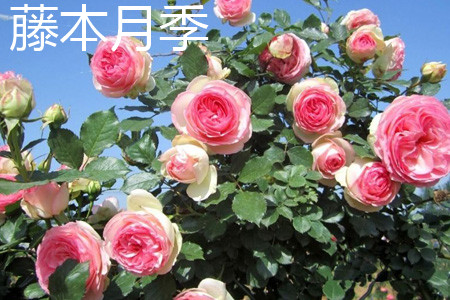 藤本月季花.jpg 藤本月季花.jpg
