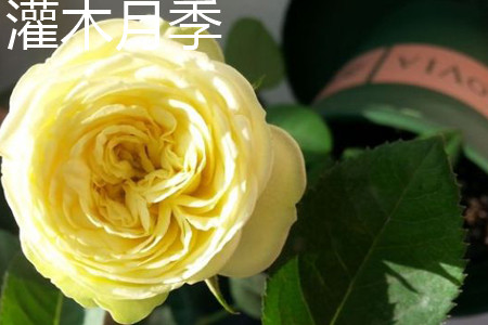 灌木月季花.jpg 灌木月季花.jpg