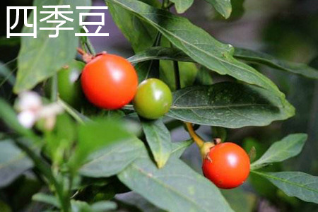 四季豆 四季豆