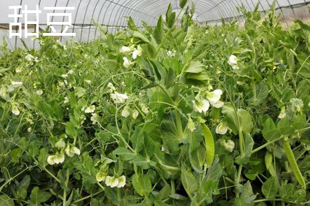 甜豆植株.jpg 甜豆植株.jpg