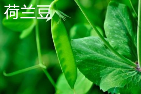 荷兰豆 荷兰豆