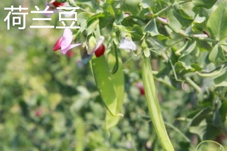 荷兰豆 荷兰豆