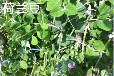 荷兰豆 荷兰豆