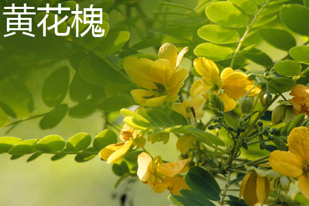 黄花槐 黄花槐