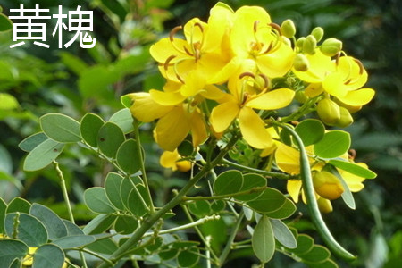 黄槐 黄槐