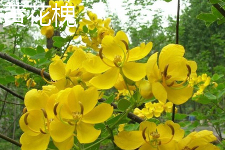 黄花槐 黄花槐