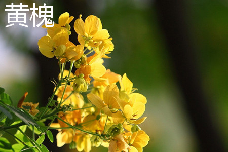 黄槐 黄槐