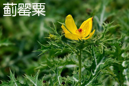 蓟罂粟 蓟罂粟