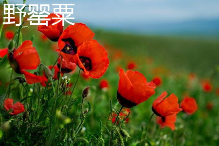 野罂粟 野罂粟