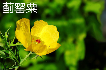 蓟罂粟 蓟罂粟