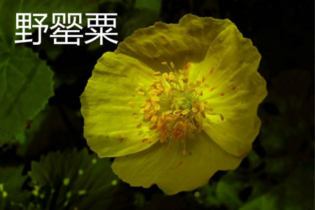 野罂粟 野罂粟