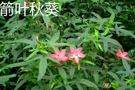 箭叶秋葵 箭叶秋葵