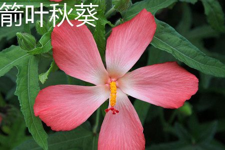 箭叶秋葵 箭叶秋葵