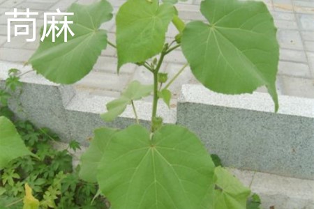 苘麻 苘麻
