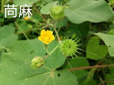 苘麻 苘麻