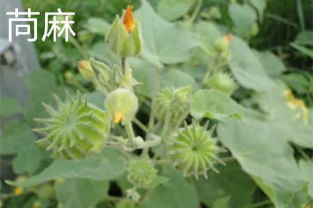 苘麻果实.jpg 苘麻果实.jpg