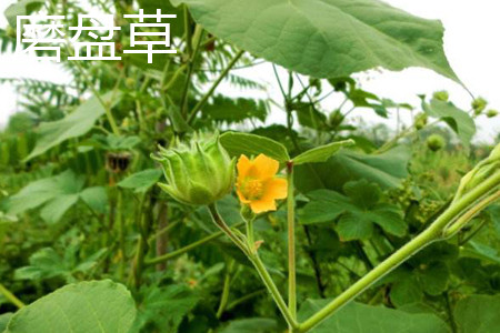 磨盘花.jpg 磨盘花.jpg