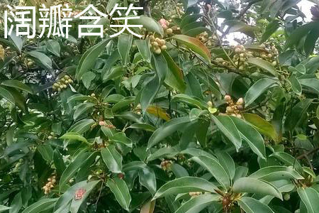 阔瓣含笑 阔瓣含笑