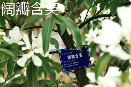 阔瓣含笑 阔瓣含笑
