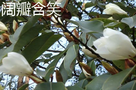 阔瓣含笑 阔瓣含笑