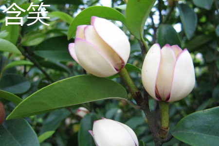 含笑 含笑