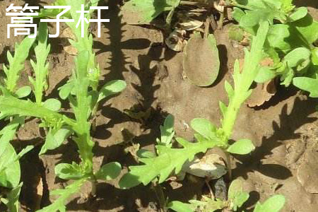 蒿子秆叶子.jpg 蒿子秆叶子.jpg