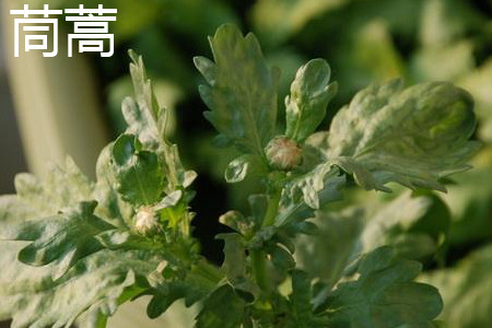 茼蒿叶子 茼蒿叶子