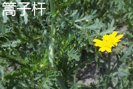 蒿子秆开花.jpg 蒿子秆开花.jpg
