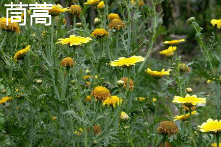 茼蒿开花.jpg 茼蒿开花.jpg