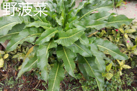 野菠菜 野菠菜