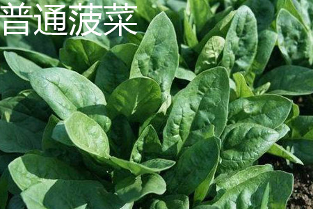 菠菜 菠菜