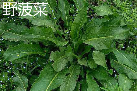 野菠菜 野菠菜