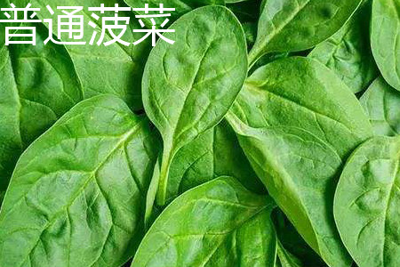 菠菜 菠菜