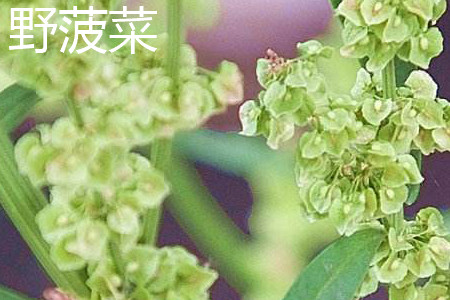 野菠菜 野菠菜