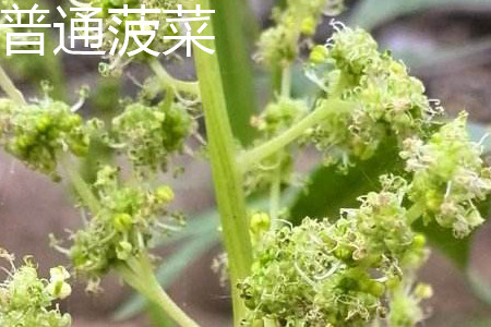 菠菜 菠菜