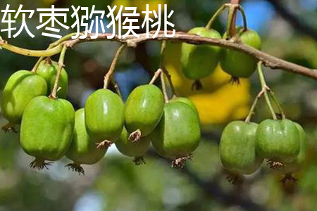 软枣猕猴桃 软枣猕猴桃