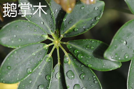 鹅掌木 鹅掌木